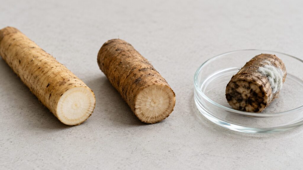 新鮮なごぼうと酸化による変色、白いカビが生えた断面の比較